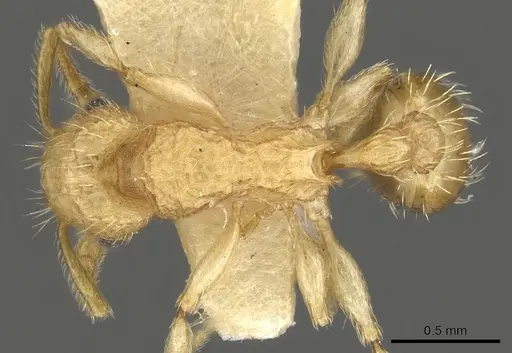 Tetramorium kydelphon specimen