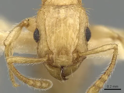 Tetramorium kydelphon specimen