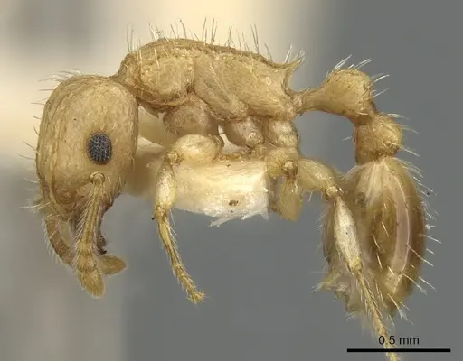 Tetramorium kydelphon specimen