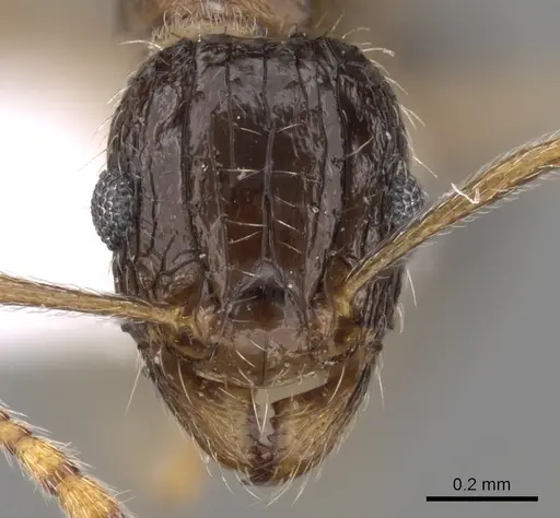 Tetramorium laevithorax specimen