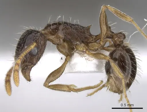 Tetramorium laevithorax specimen