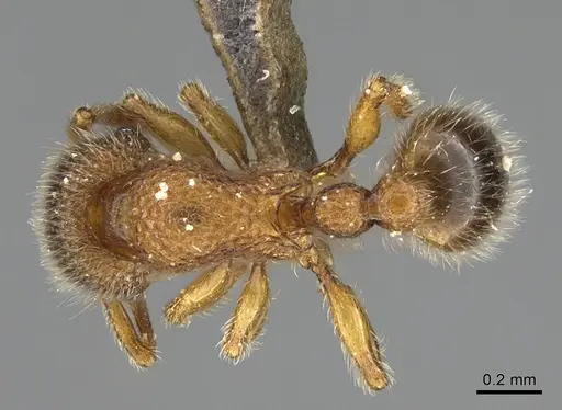 Tetramorium lanuginosum specimen