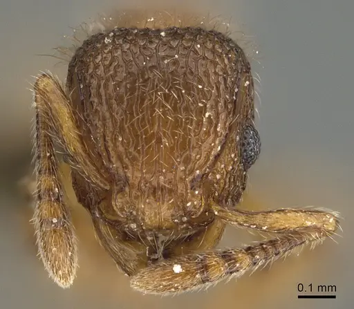 Tetramorium lanuginosum specimen