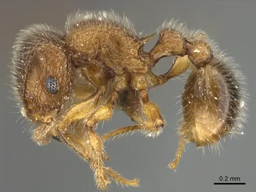 Tetramorium lanuginosum specimen