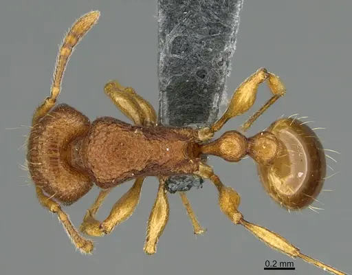 Tetramorium laparum specimen