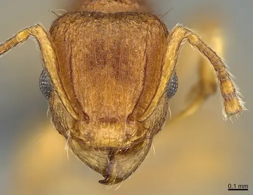 Tetramorium laparum specimen