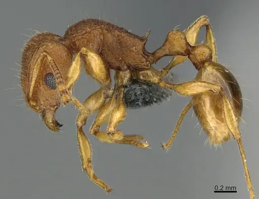 Tetramorium laparum specimen