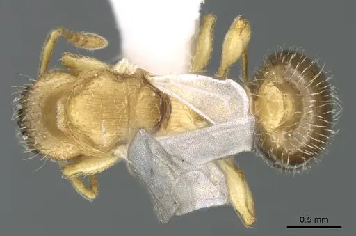 Tetramorium latinode specimen