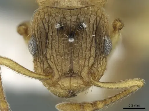 Tetramorium latinode specimen