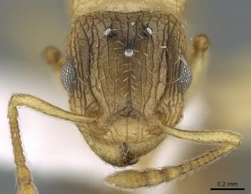 Tetramorium latinode specimen