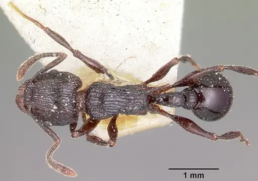 Tetramorium latreillei specimen