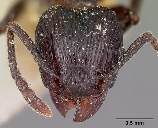 Tetramorium latreillei specimen