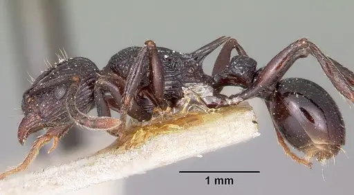 Tetramorium latreillei specimen