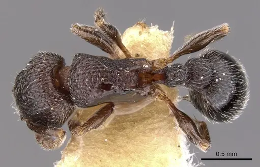 Tetramorium legone specimen
