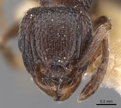 Tetramorium legone specimen