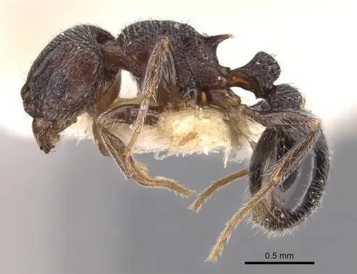 Tetramorium legone specimen