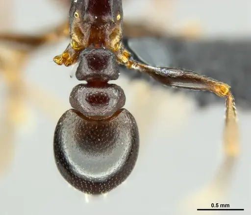 Tetramorium lerouxi specimen