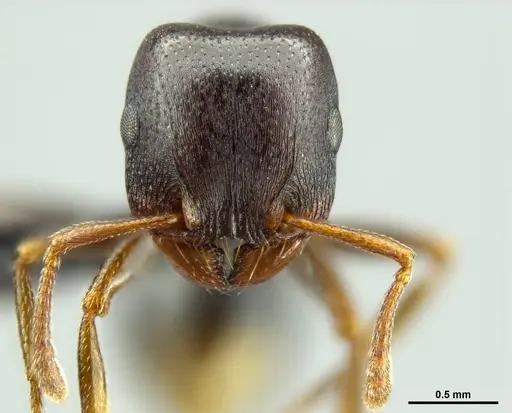 Tetramorium lerouxi specimen