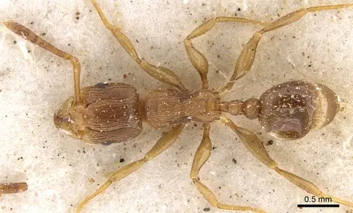 Tetramorium lobulicorne specimen