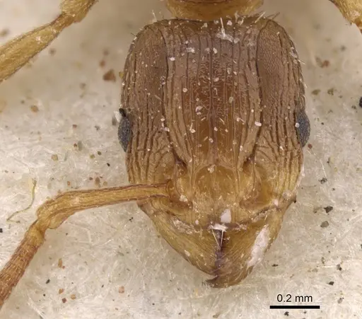 Tetramorium lobulicorne specimen