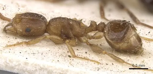 Tetramorium lobulicorne specimen