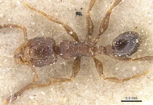 Tetramorium lobulicorne - CASENT0915024