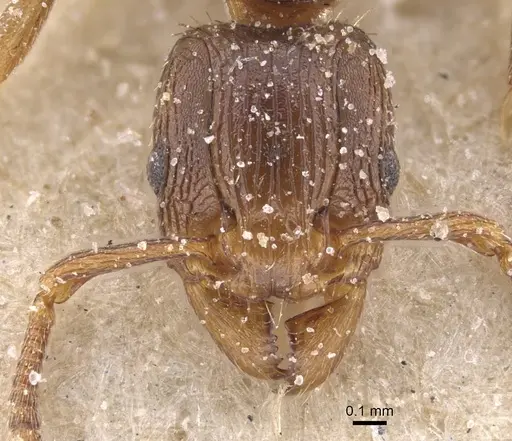 Tetramorium lobulicorne - CASENT0915024