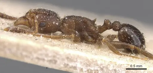Tetramorium lobulicorne - CASENT0915024