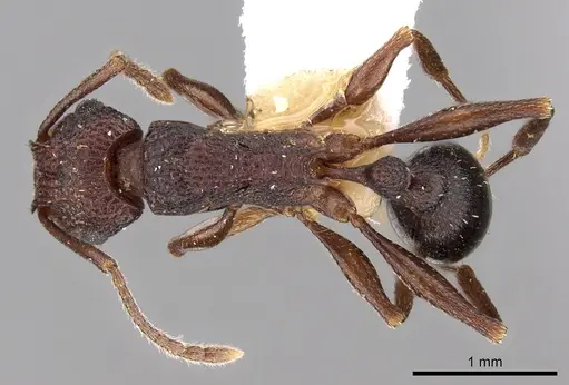 Tetramorium longicorne specimen