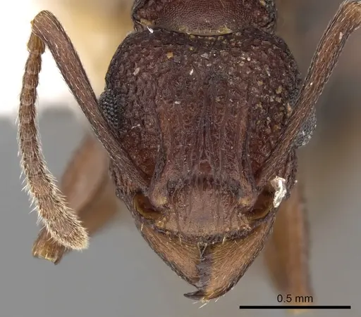 Tetramorium longicorne specimen
