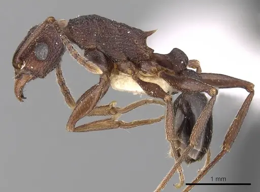 Tetramorium longicorne specimen