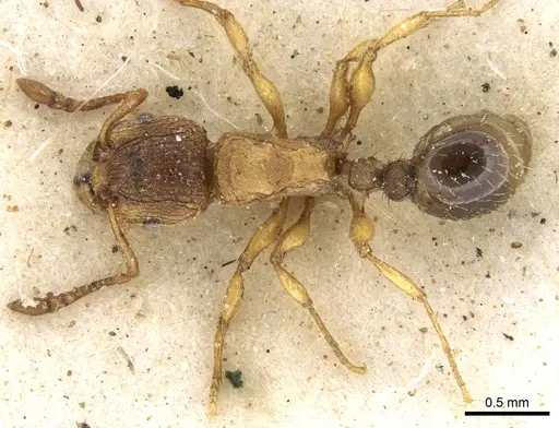 Tetramorium longoi specimen