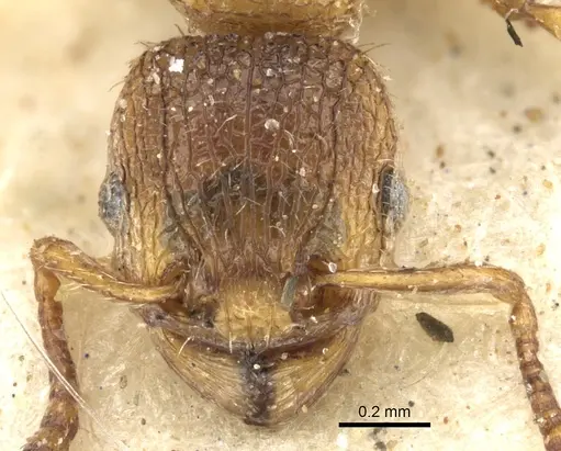 Tetramorium longoi specimen