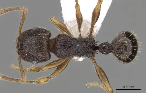 Tetramorium lucayanum specimen