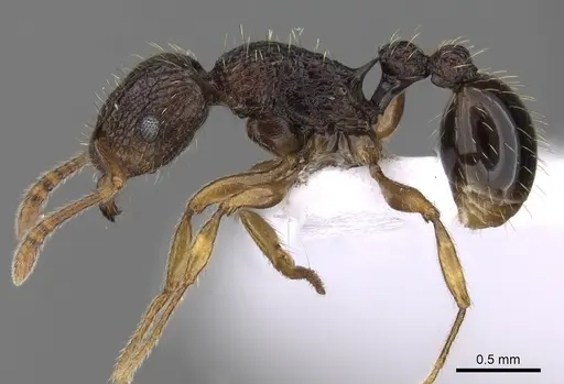 Tetramorium lucayanum specimen