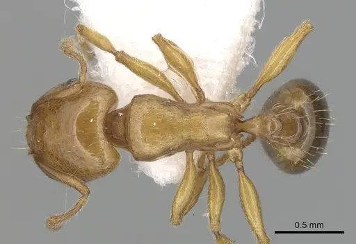 Tetramorium lucidulum specimen
