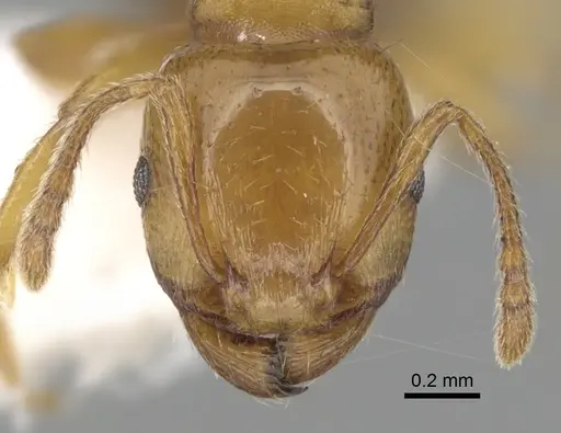 Tetramorium lucidulum specimen