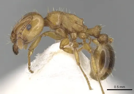 Tetramorium lucidulum specimen