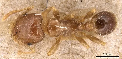 Tetramorium lucidulum - CASENT0904824