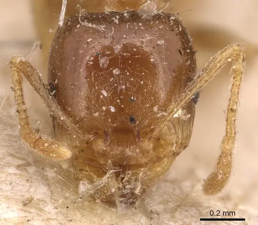 Tetramorium lucidulum - CASENT0904824