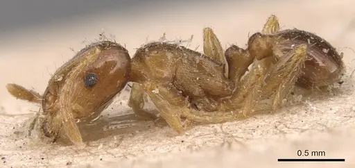 Tetramorium lucidulum - CASENT0904824