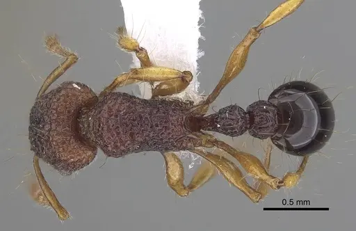 Tetramorium lucyae specimen
