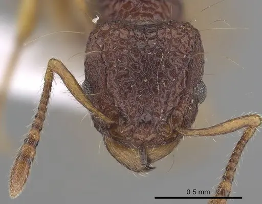 Tetramorium lucyae specimen