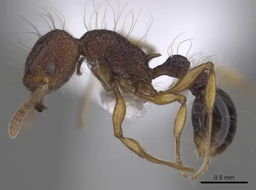 Tetramorium lucyae specimen
