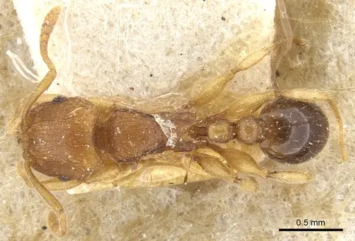 Tetramorium luteipes specimen