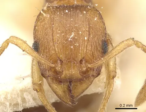 Tetramorium luteipes specimen
