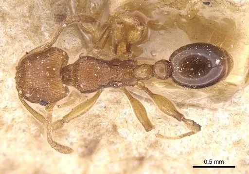 Tetramorium luteipes - CASENT0915026