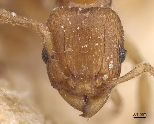 Tetramorium luteipes - CASENT0915026