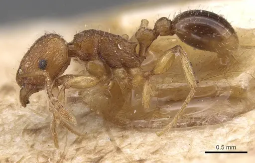 Tetramorium luteipes - CASENT0915026