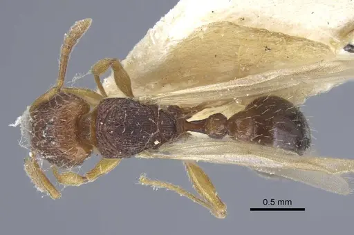 Tetramorium luteipes - CASENT0917053